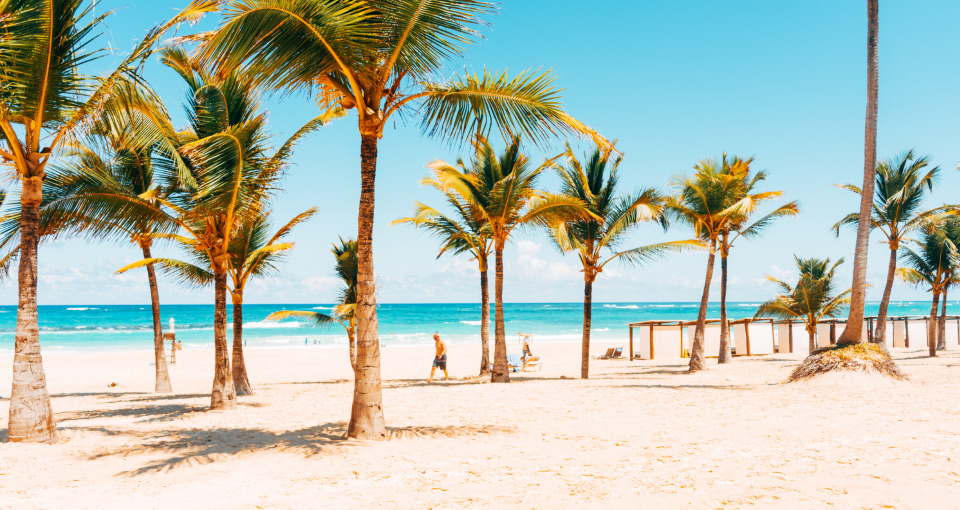 Coconut palms along a white-sand beach