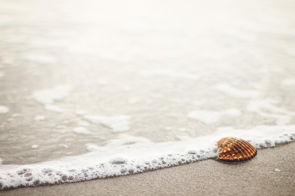 A seashell in the foam at the water's edge