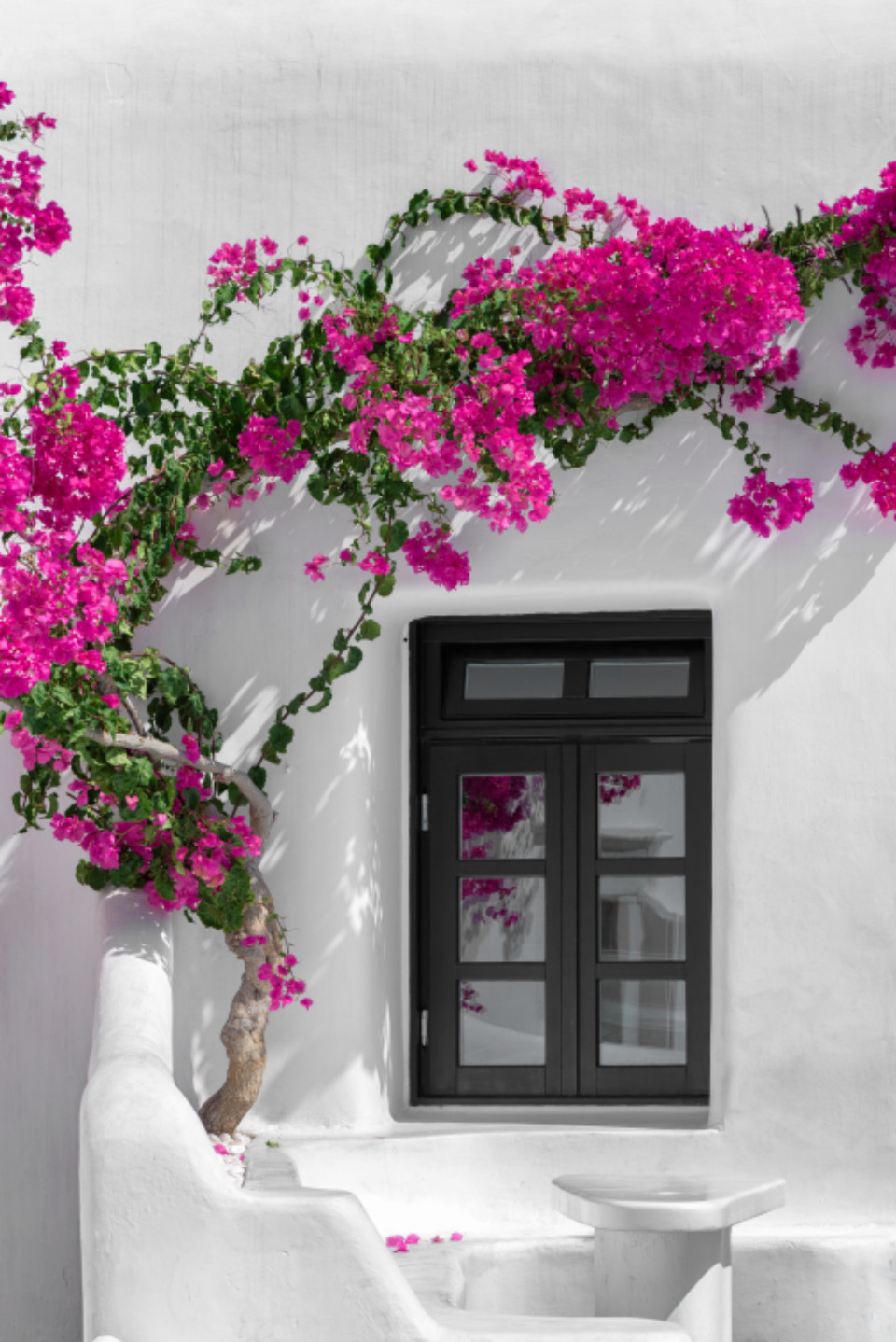Pink bougainvillea over a white wall